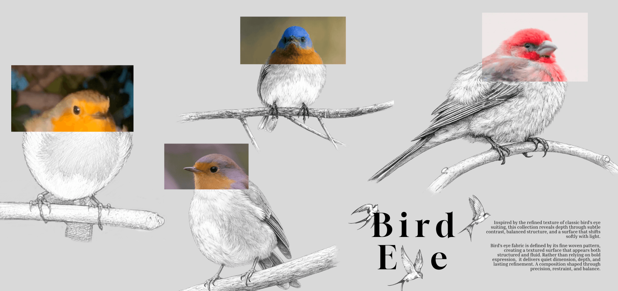 Aquarius "Bird Eye" 일러스트 패널 — 스케치된 새들 위에 실사 새 영상 패치(로빈·파랑새·주황머리새·붉은머리새), 바디카피 구워짐